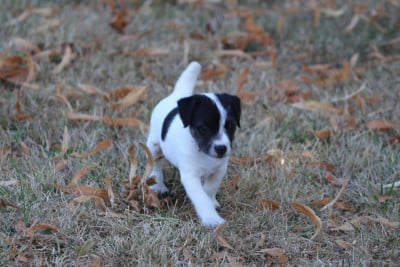 Les chiots de Parson Russell Terrier