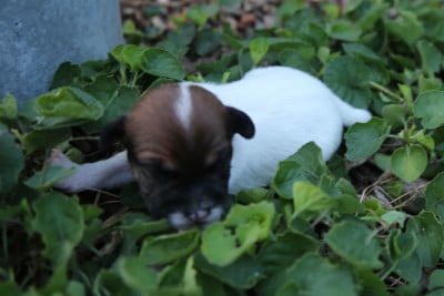 Les chiots de Parson Russell Terrier