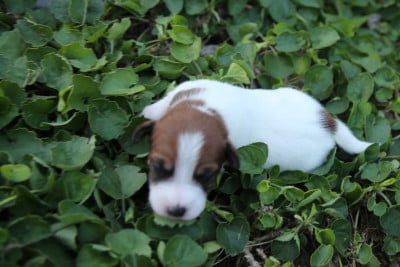 Les chiots de Parson Russell Terrier