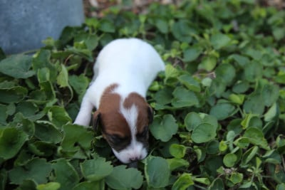 Les chiots de Parson Russell Terrier