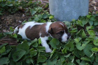 Les chiots de Parson Russell Terrier