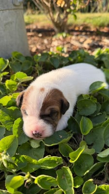 Les chiots de Parson Russell Terrier