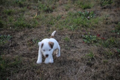 Les chiots de Parson Russell Terrier