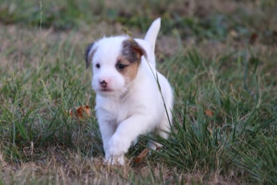 Les chiots de Parson Russell Terrier
