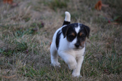 Les chiots de Parson Russell Terrier