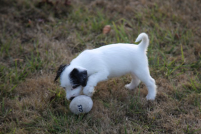 Les chiots de Parson Russell Terrier