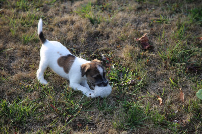 Les chiots de Parson Russell Terrier