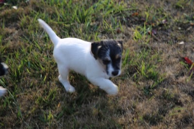 Les chiots de Parson Russell Terrier