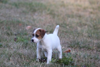 Les chiots de Parson Russell Terrier