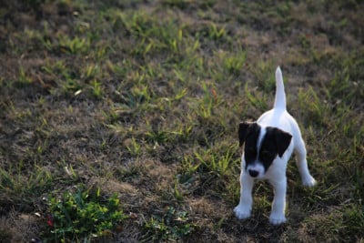 Les chiots de Parson Russell Terrier