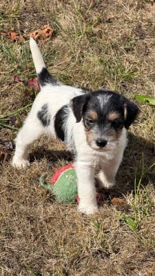 Les chiots de Parson Russell Terrier