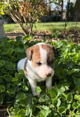 Les chiots de Parson Russell Terrier