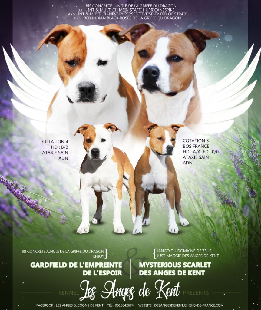 kennel des les anges