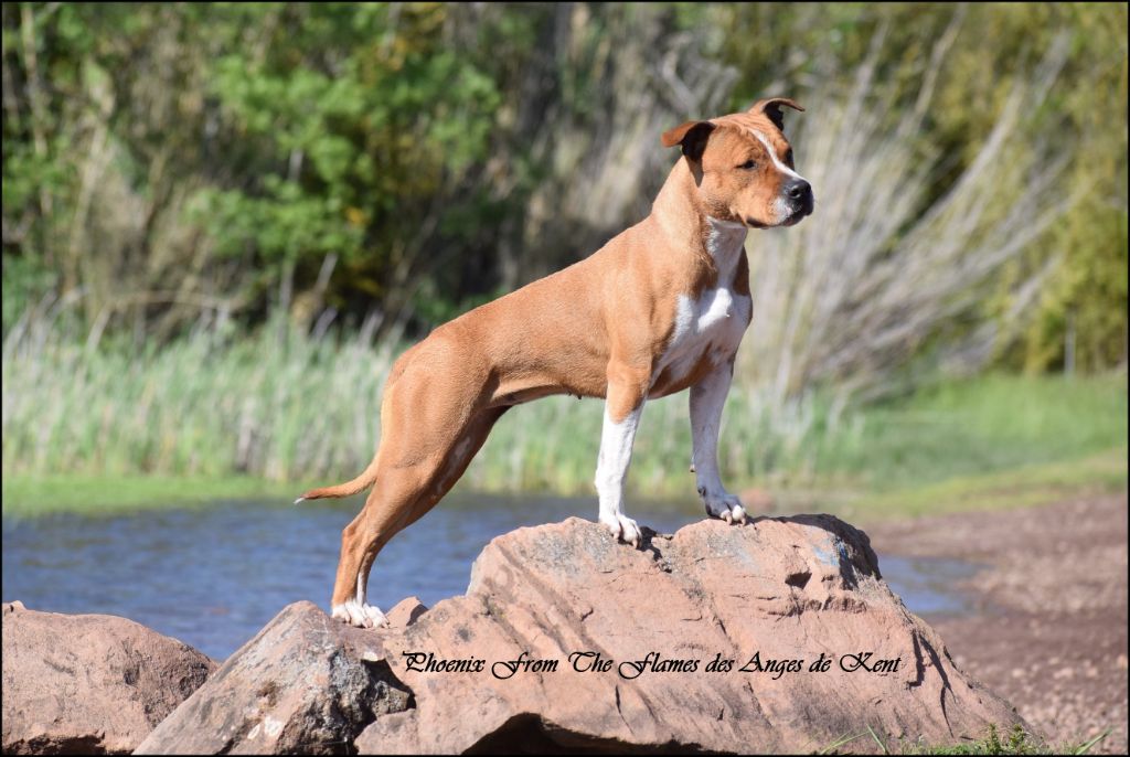 Publication : Des Anges De Kent Auteur : Les Anges de Kent