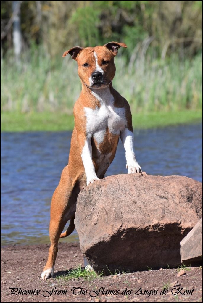 Publication : Des Anges De Kent Auteur : Les Anges de Kent