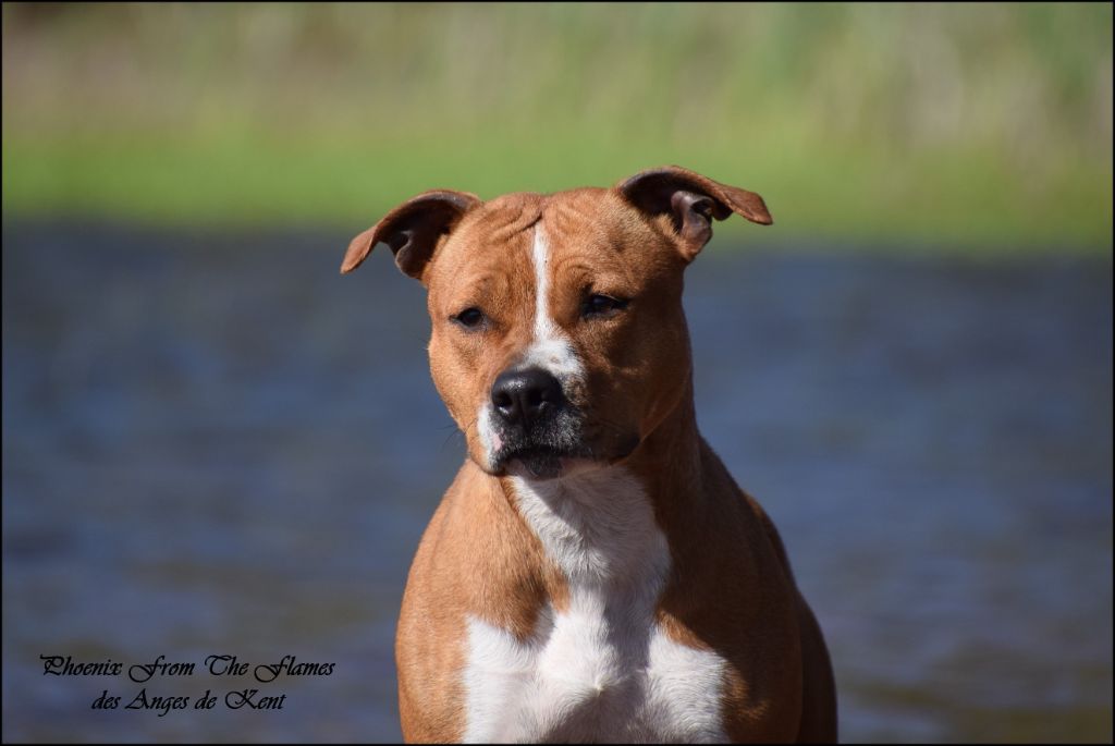 Publication : Des Anges De Kent Auteur : Les Anges de Kent