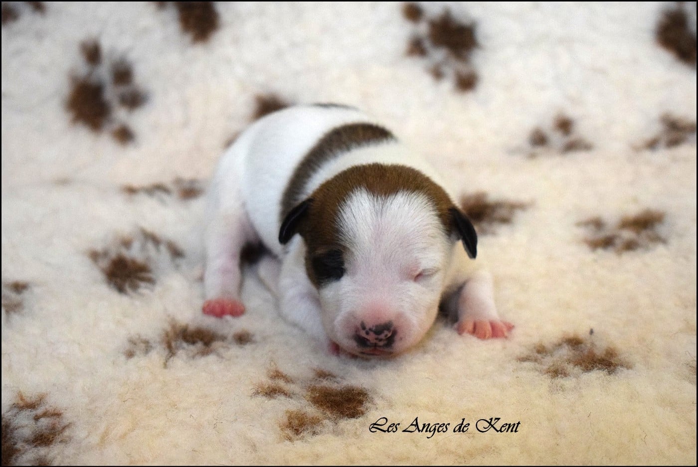 Chiot N°1 - American Staffordshire Terrier