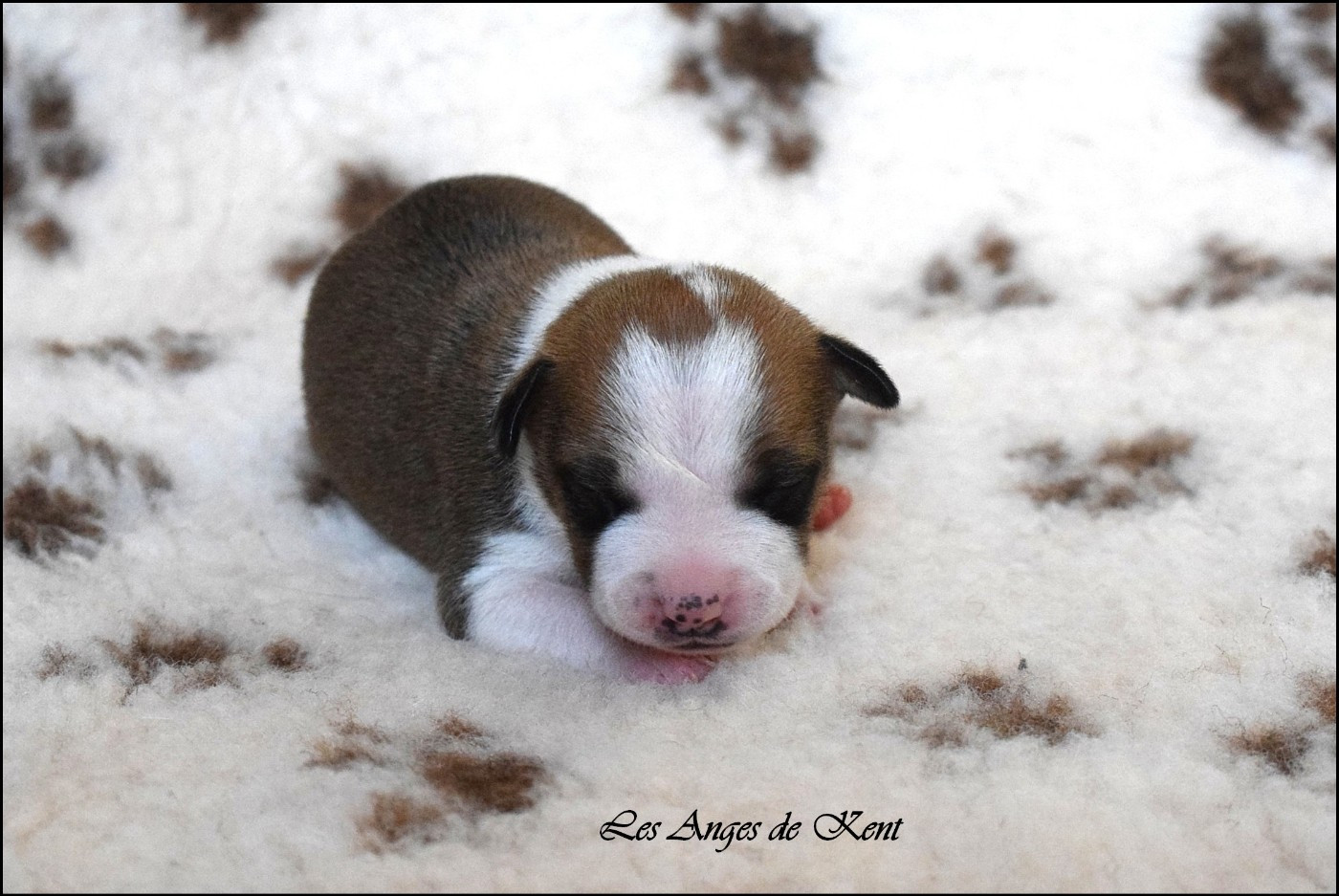 Chiot N°2 - American Staffordshire Terrier