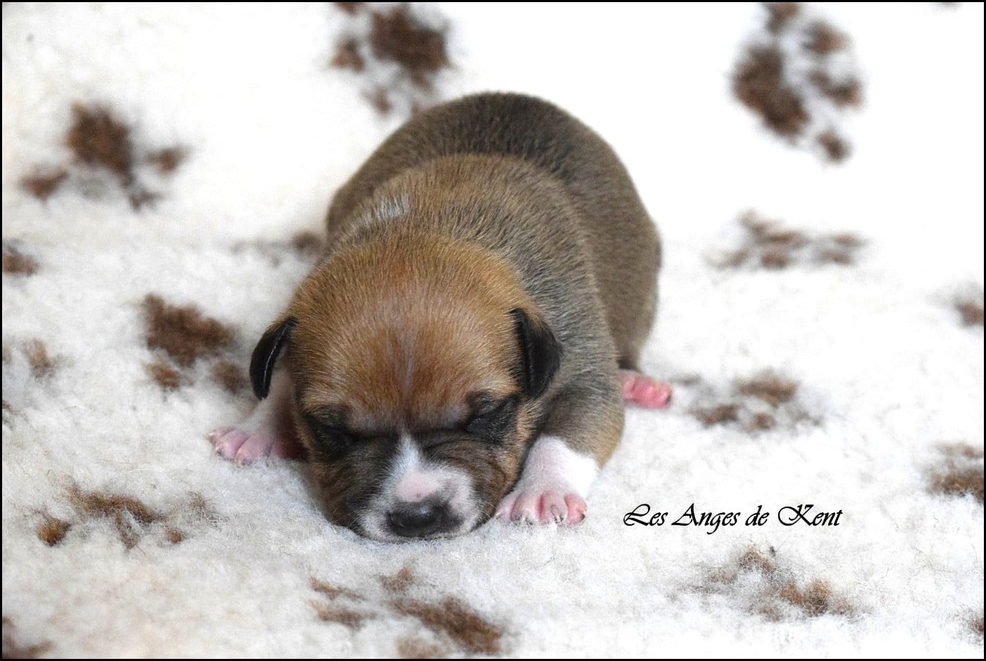 Chiot N°3 - American Staffordshire Terrier
