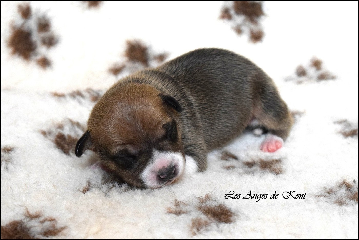 Chiot N°4 - American Staffordshire Terrier