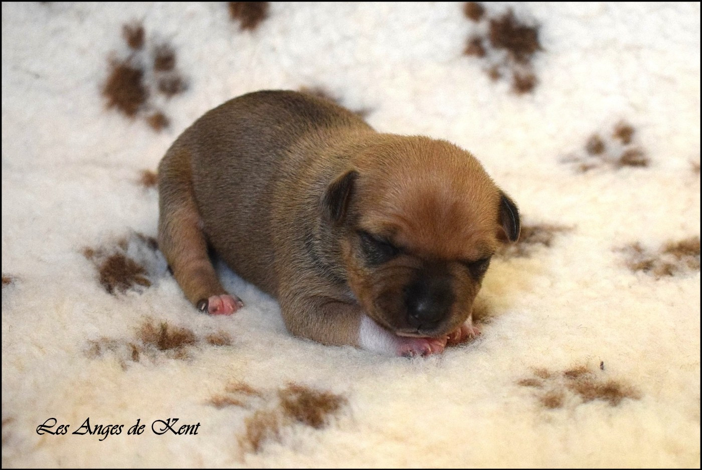 Chiot N°6 - American Staffordshire Terrier