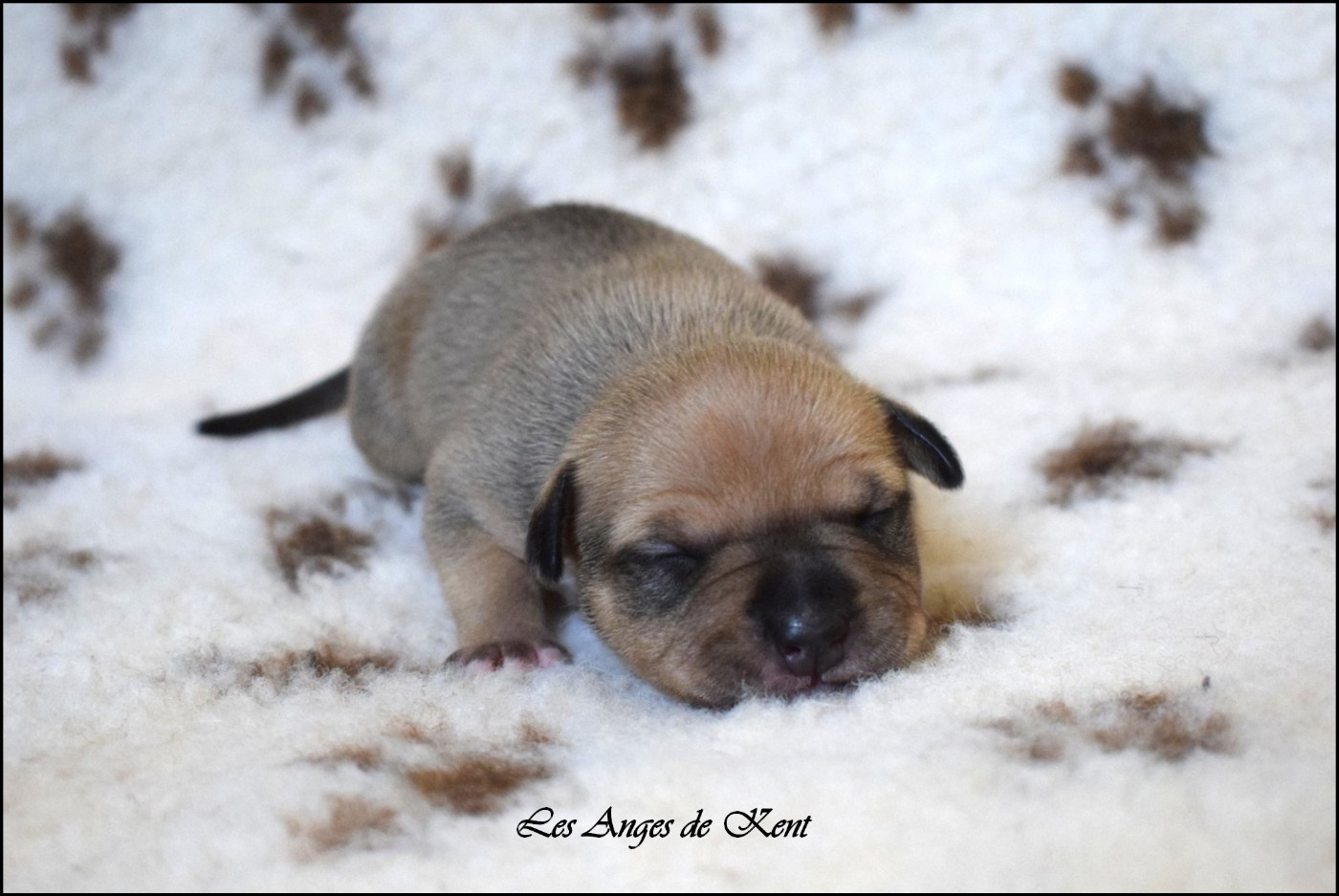 Chiot N°7 - American Staffordshire Terrier