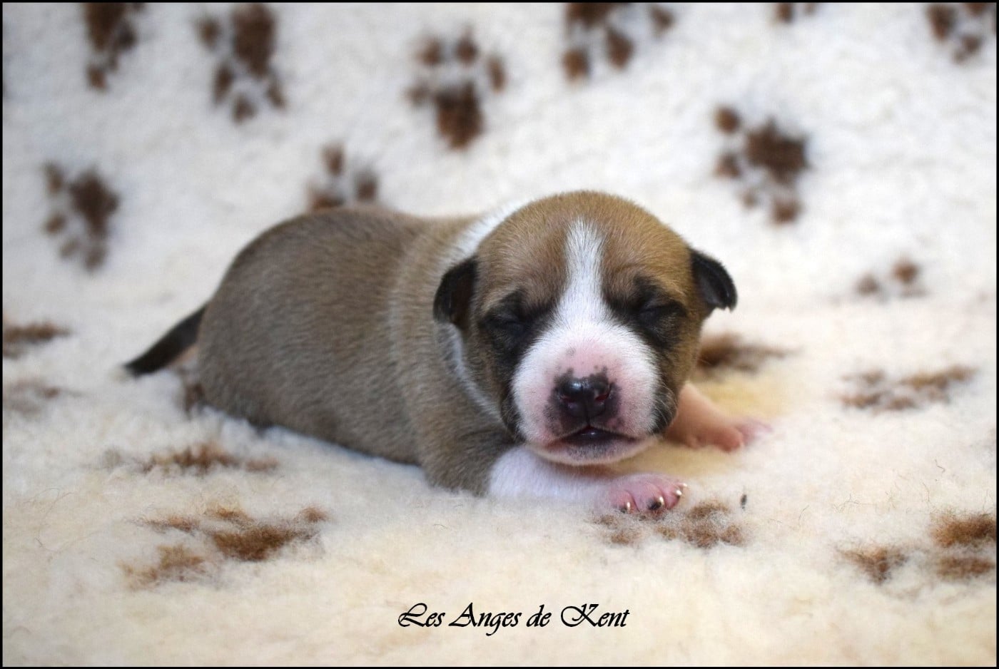 Chiot N°8 - American Staffordshire Terrier