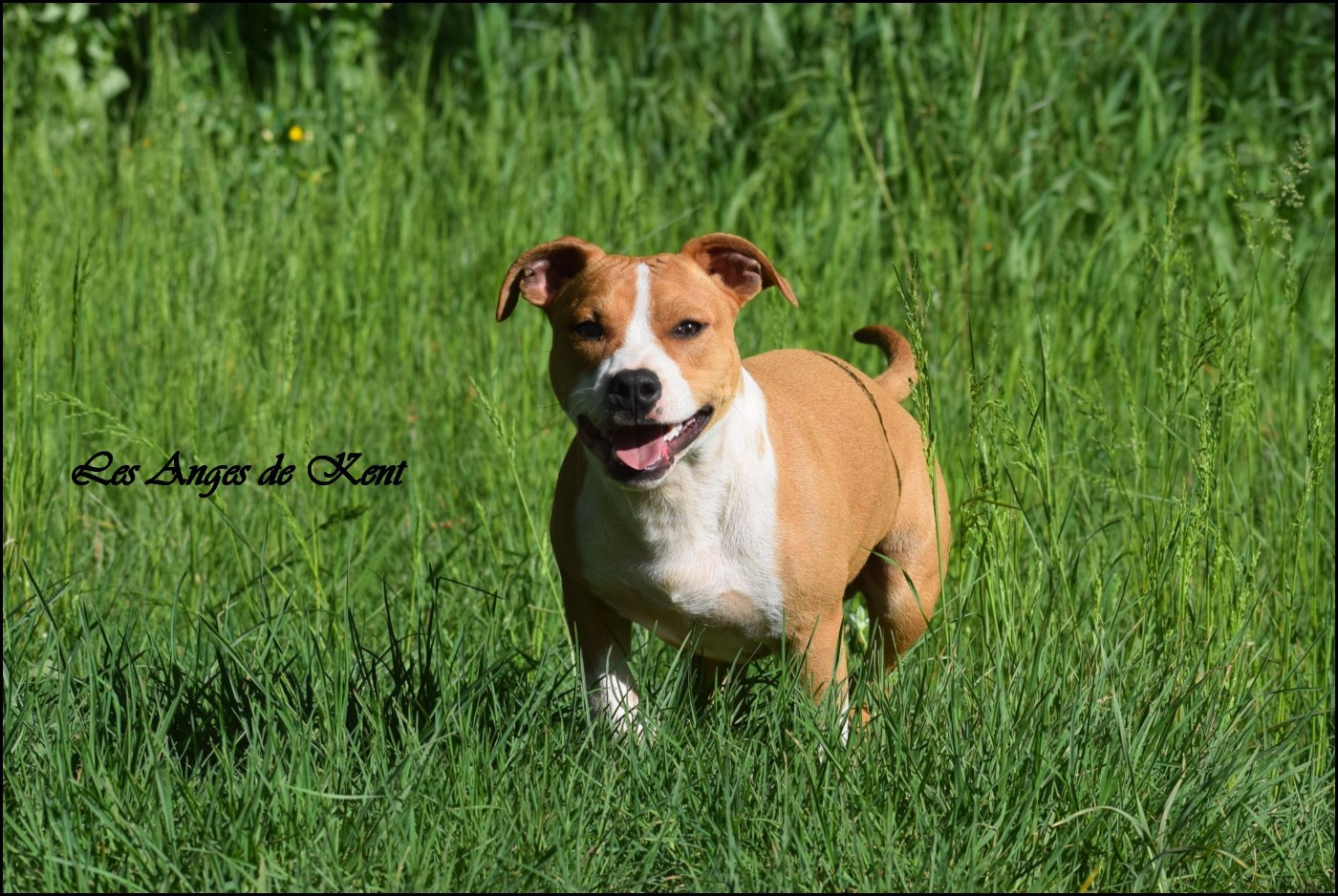 M1 American Apollo Legend "Apollo"