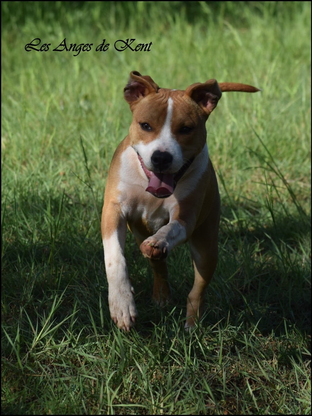 M1 American Apollo Legend "Apollo"