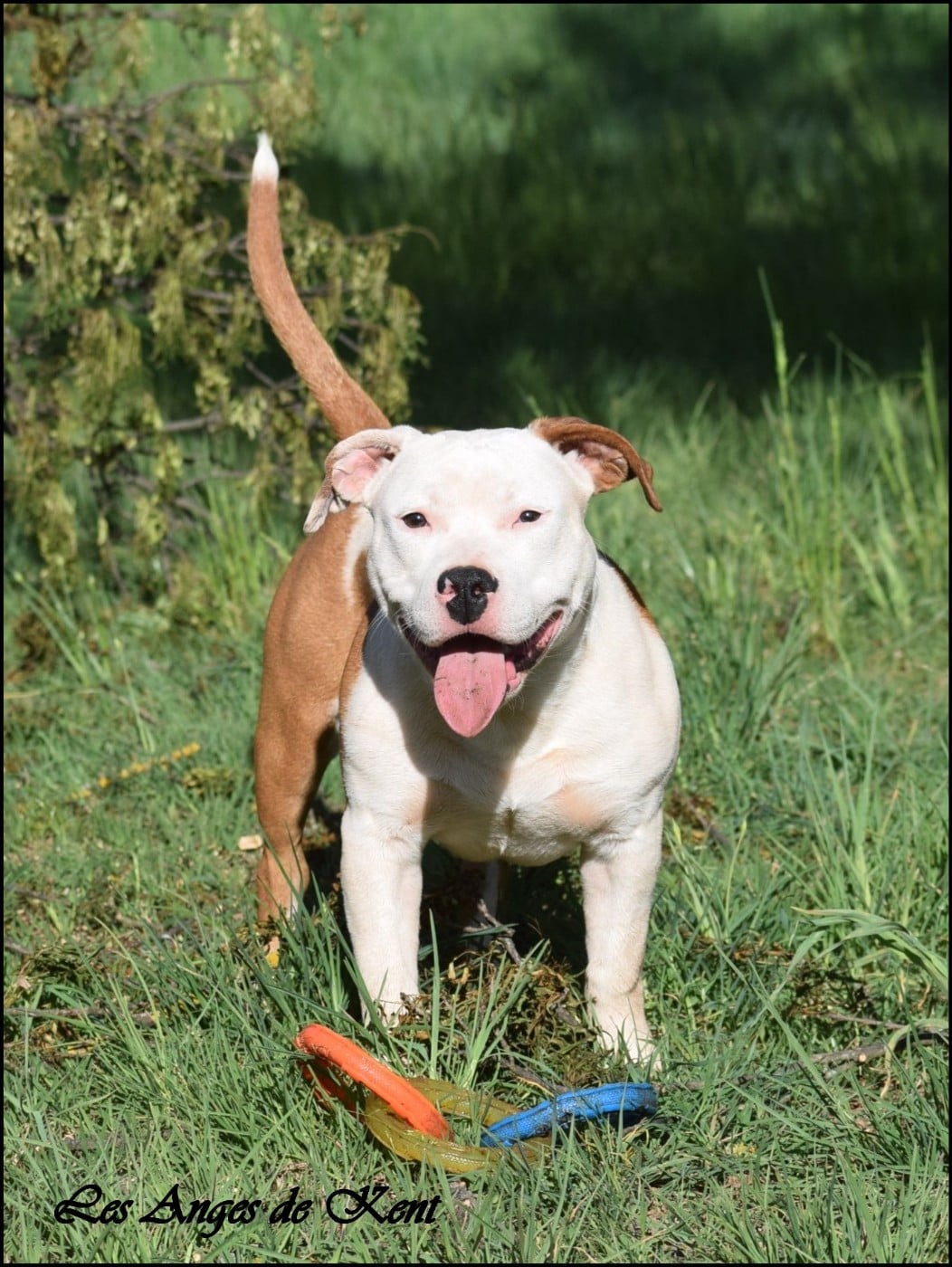 M6 Answer The Wish of Tommy "Tommy "