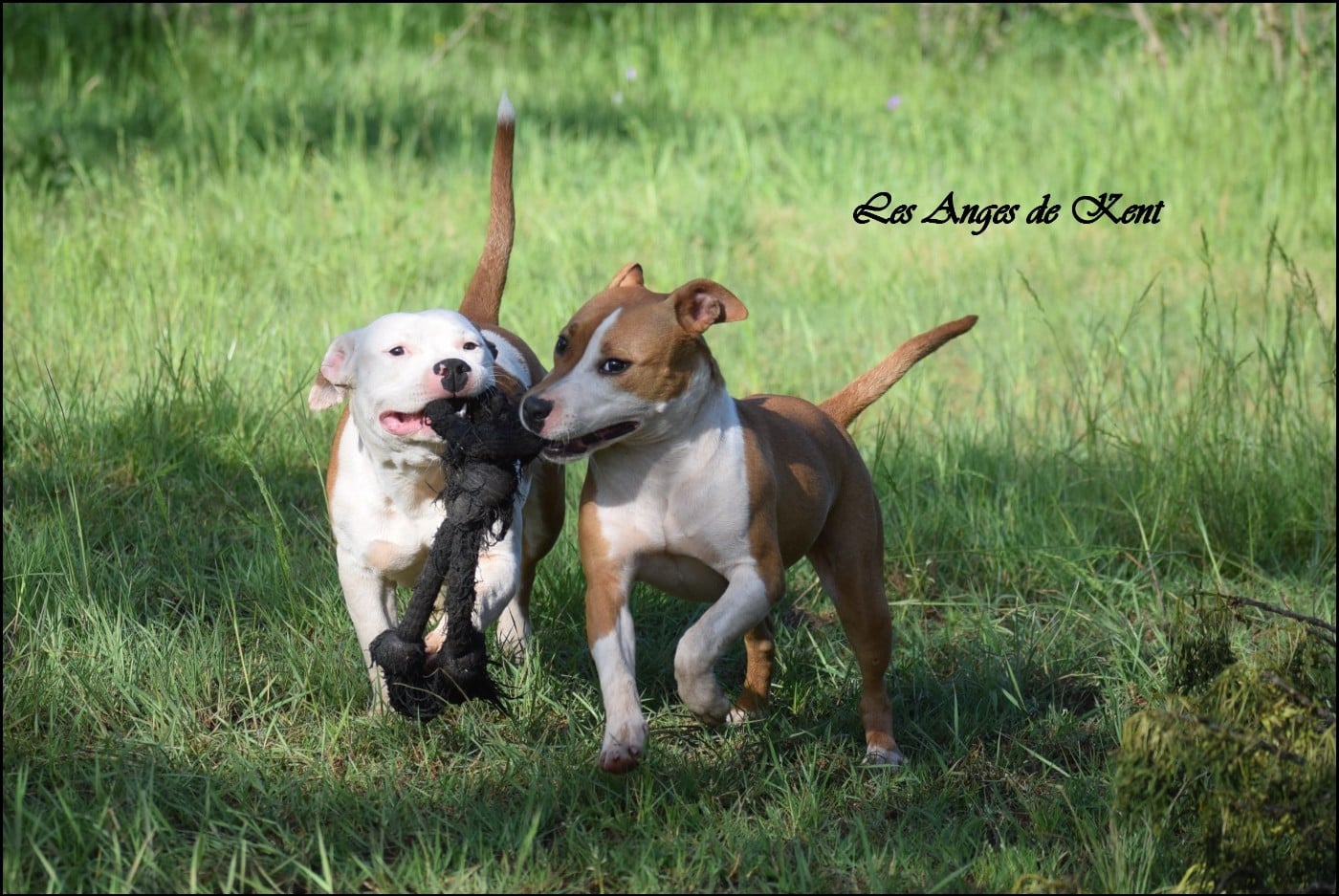 M6 Answer The Wish of Tommy "Tommy "