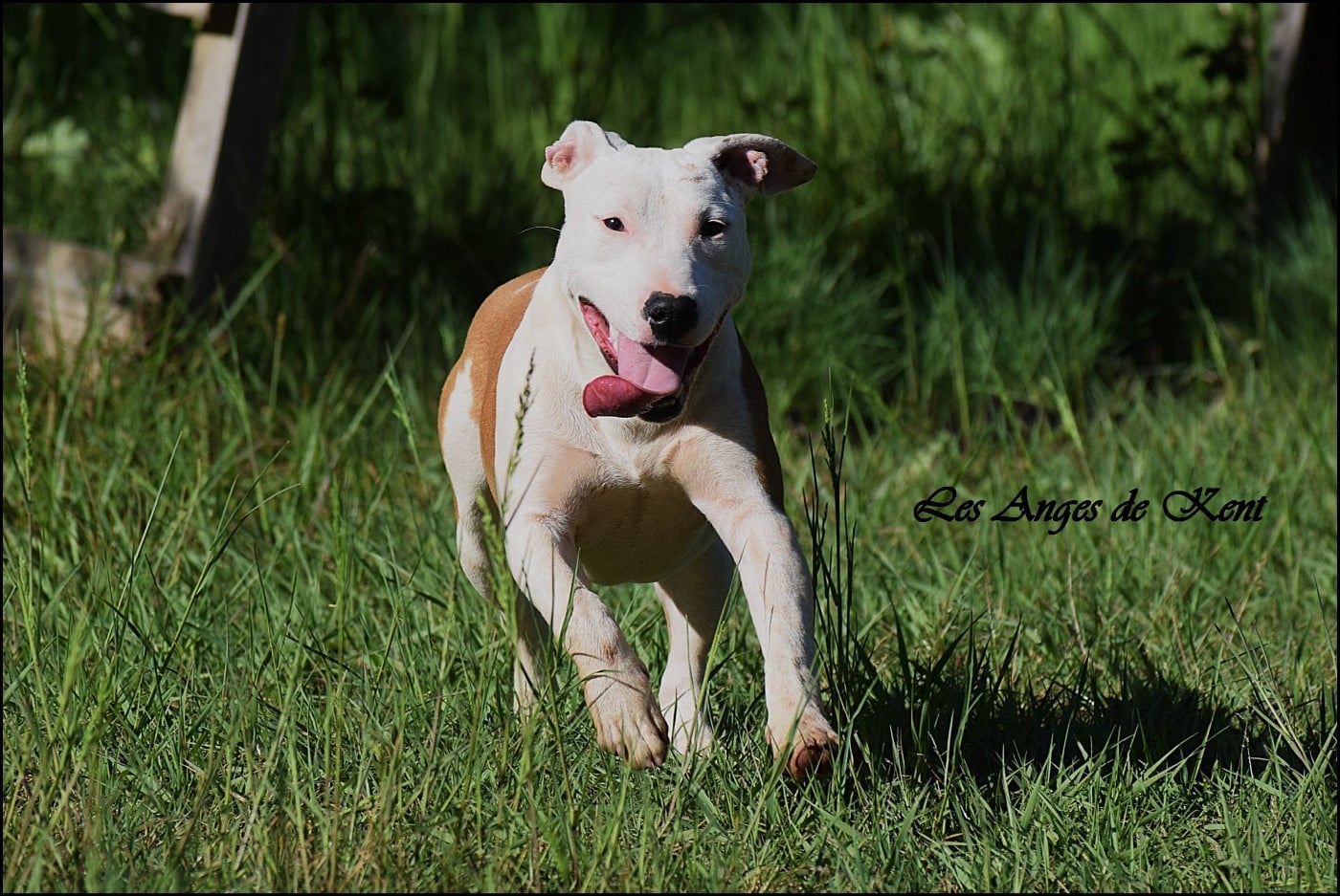 F2 A White Rose Of Georgia "Rose"