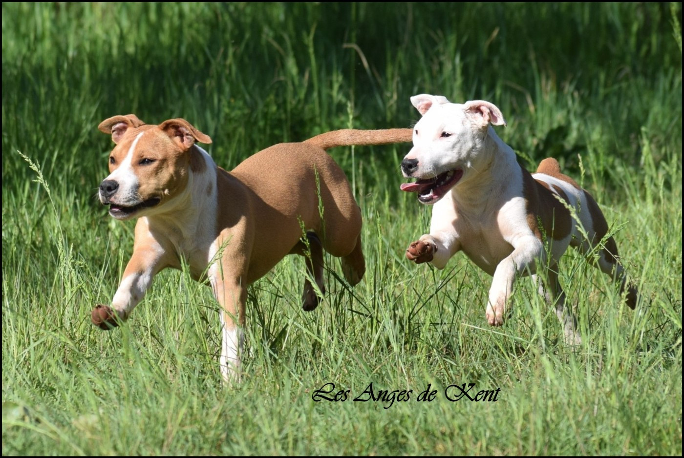 F2 A White Rose Of Georgia "Rose"