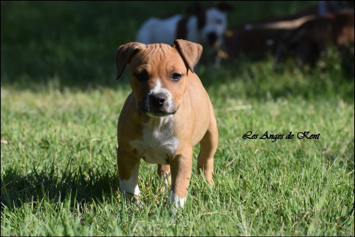 M3 Buy Me A Ticket "TicTic" - American Staffordshire Terrier