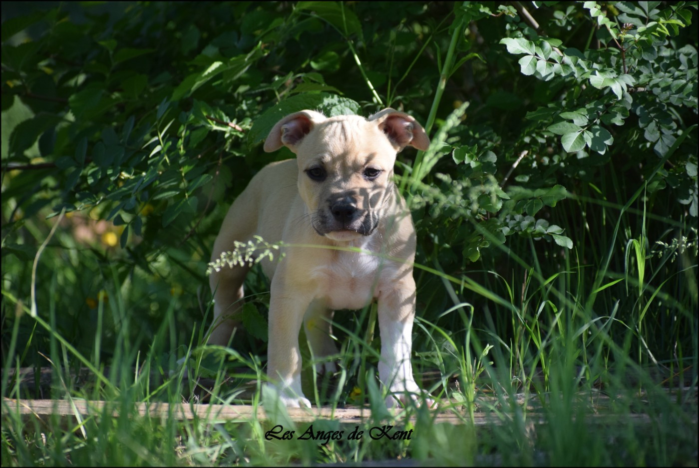 M5 Because I Am Brian "Brian" - American Staffordshire Terrier