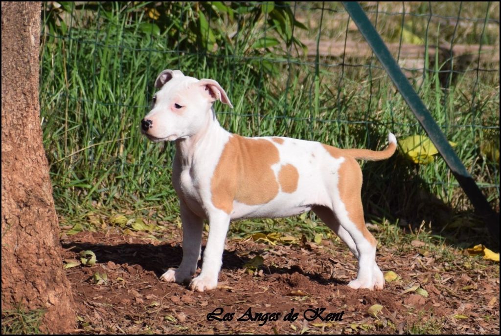 F2 A White Rose Of Georgia "Rose"