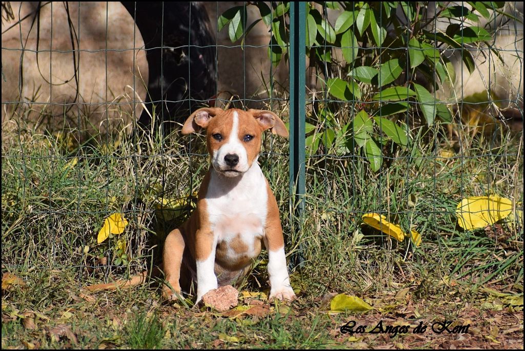 M1 American Apollo Legend "Apollo"