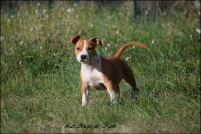 Les chiots de American Staffordshire Terrier