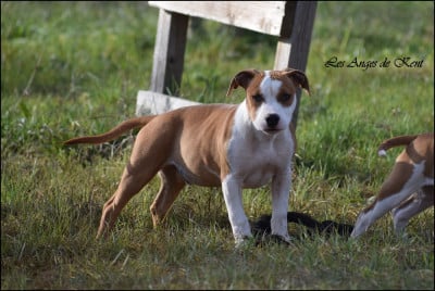 Les chiots de American Staffordshire Terrier