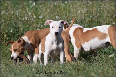 Les chiots de American Staffordshire Terrier