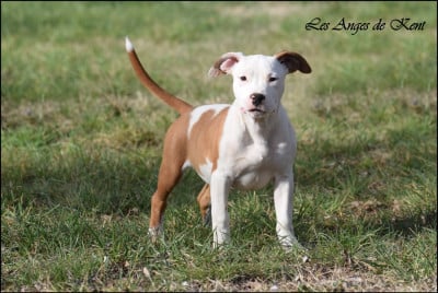 Les chiots de American Staffordshire Terrier
