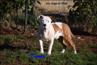 Les chiots de American Staffordshire Terrier