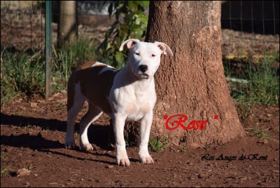 Les chiots de American Staffordshire Terrier