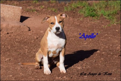 Les chiots de American Staffordshire Terrier
