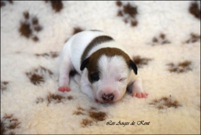 Les chiots de American Staffordshire Terrier