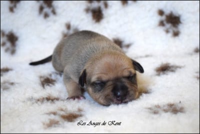 Les chiots de American Staffordshire Terrier