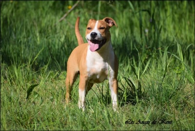 Les chiots de American Staffordshire Terrier