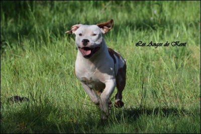 Les chiots de American Staffordshire Terrier