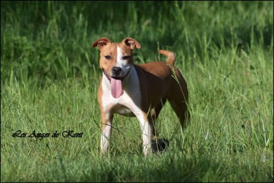 Les chiots de American Staffordshire Terrier