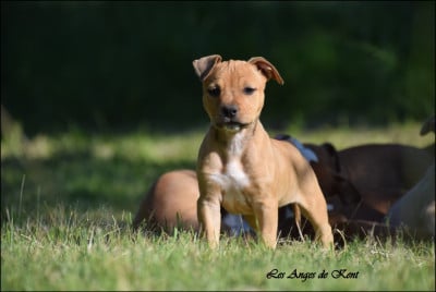 Les chiots de American Staffordshire Terrier